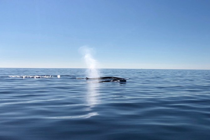 Small Group Dolphin and Wildlife Watching Tour in Faro - Price and Value: What $66.51 Buys You in Real Life
