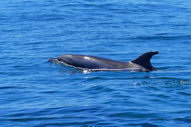 Small Group Dolphin and Wildlife Watching Tour in Faro - Meeting Point, Timing, and Getting Off to a Smooth Start