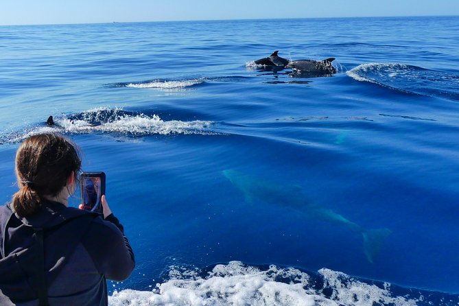 Small Group Dolphin and Wildlife Watching Tour in Faro - On the RIB Boat: What the Ride Feels Like and How to Stay Comfortable