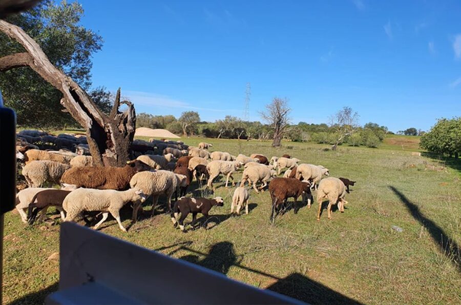 Sunset Safari in the Algarve Mountains - Why this Algarve sunset safari feels different from a standard tour