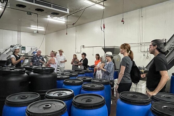 Tavira Olive Experience Factory Tour and Tasting - What You Actually Learn: Olives, Machines, Salt, and the Pit