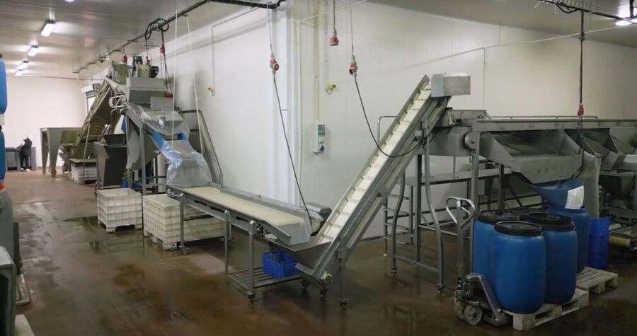 Tavira: Olive Factory Tour and Tasting - Tasting Session: A Real Meal of Olives, Oil, Cheese, Honey, Marmalade, and Wine