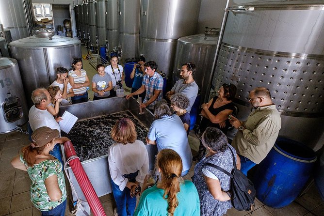 Tour & Wine tasting - Authentic Algarve Flavours by Quinta da Tôr - Stop 1 at the farm: how the tasting and food work together