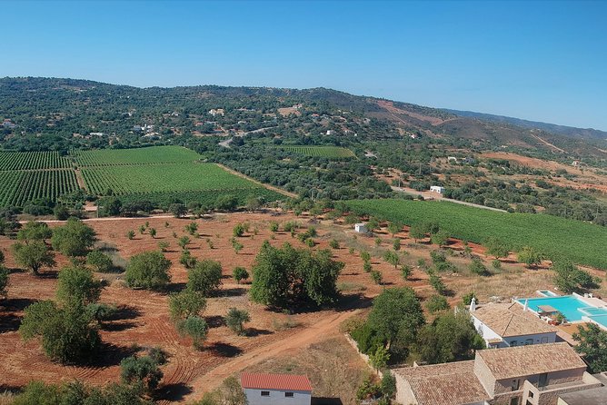 Tour & Wine tasting - Authentic Algarve Flavours by Quinta da Tôr - The wines: what to expect from the pours