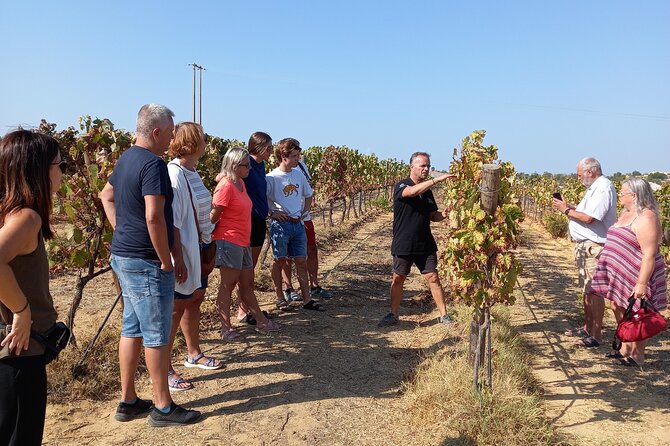 Wine Lovers: Winery Tour w/ Tasting & Tapas (Albufeira/Vilamoura) - Key highlights you should care about