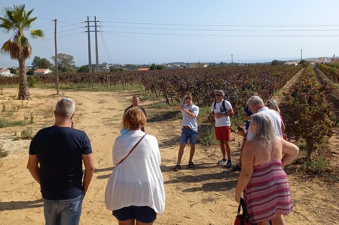 Wine Lovers: Winery Tour w/ Tasting & Tapas (Albufeira/Vilamoura) - Pickup to viewpoints: how the 3-hour flow stays easy